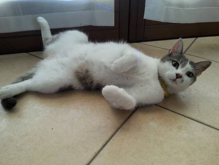 Preghiera a San Antionio da Padova per la Guarigione della Gatta Luna